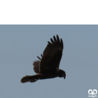 گونه سنقر تالابی Western Marsh Harrier